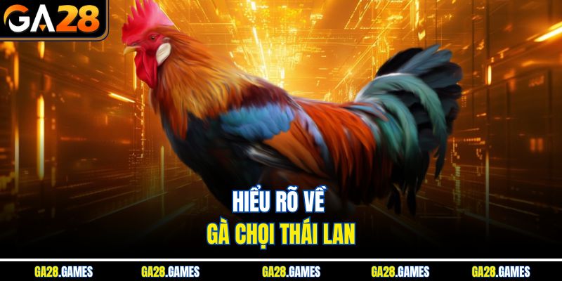 Hiểu rõ về gà chọi Thái Lan