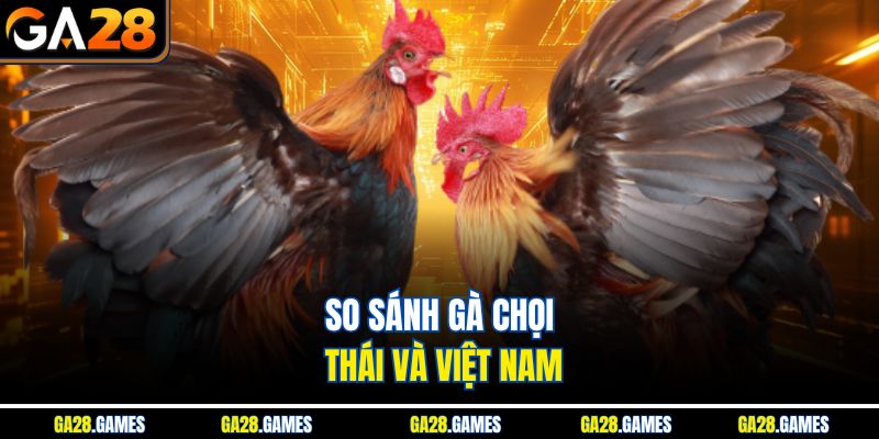 So sánh gà chọi Thái và Việt Nam